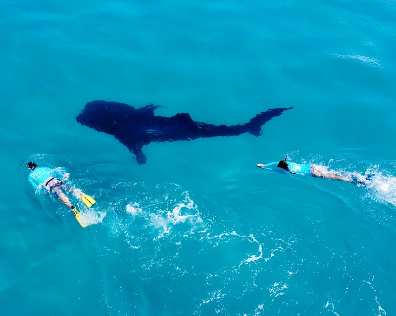 Whale Shark Visit
